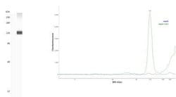 HIF-1 alpha Antibody (2443B) - Azide and BSA Free, Novus Biologicals 0.1